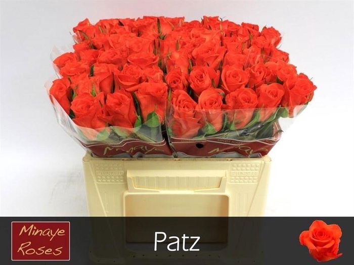 <h4>R GR PATZ</h4>