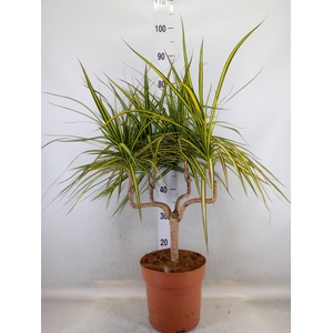 Dracaena marg. 'Sunray'