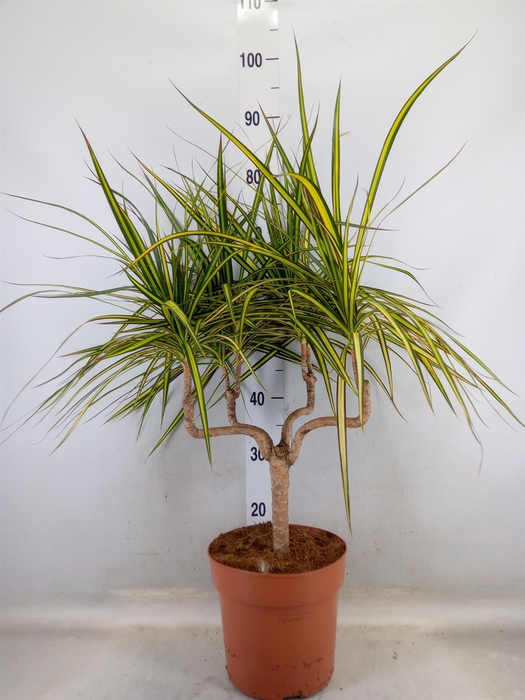 <h4>Dracaena marg. 'Sunray'</h4>