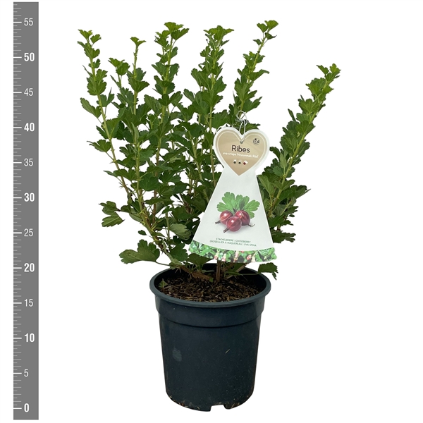 <h4>Ribes u.c. Hinnonmaki Rood 3 liter (kruisbes)</h4>