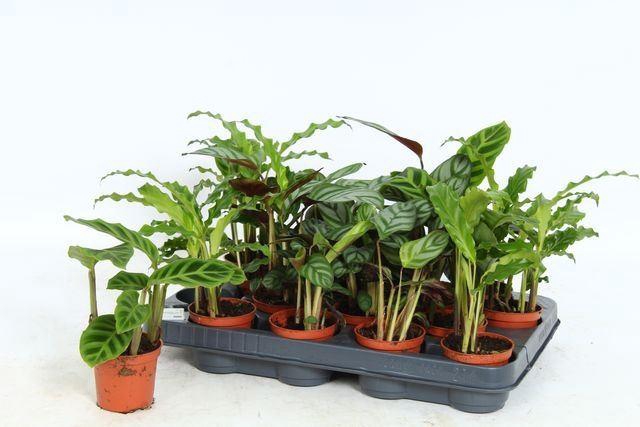 <h4>Calathea   ...mix</h4>