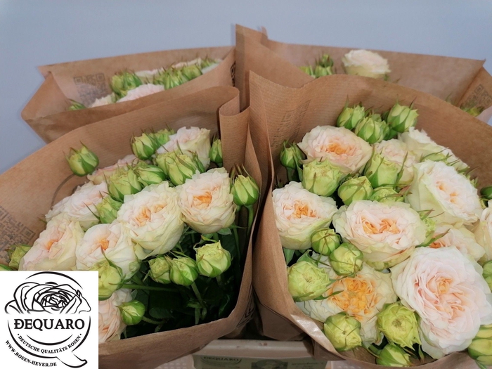 <h4>R TR GRANDMA F LILLY</h4>