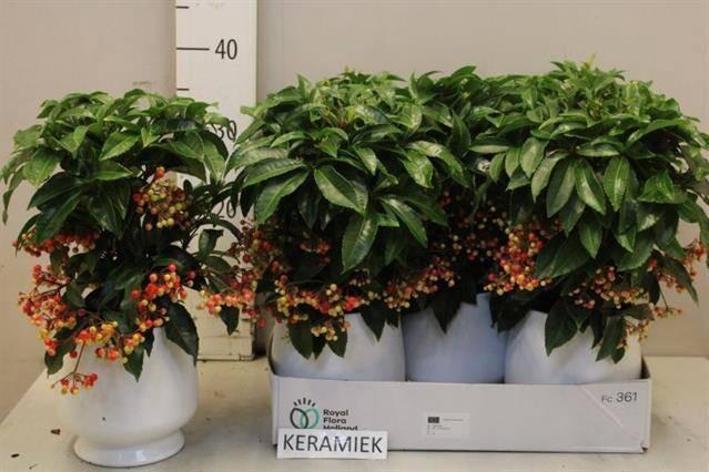 <h4>ARDIS CRENATA</h4>