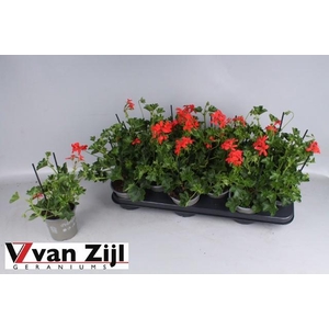 PEL PELT BALKON ROOD