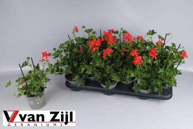 <h4>PEL PELT BALKON ROOD</h4>