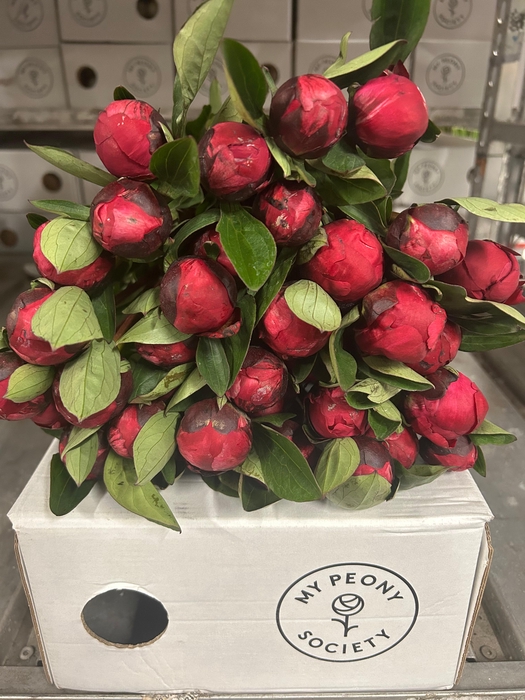 <h4>Paeonia Red Sarah</h4>