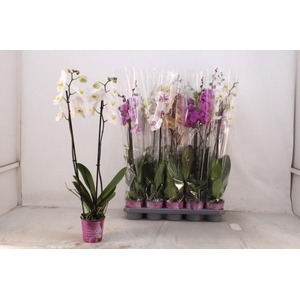 PHAL GEM 5 KL