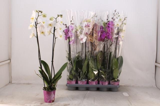 <h4>PHAL GEM 5 KL</h4>