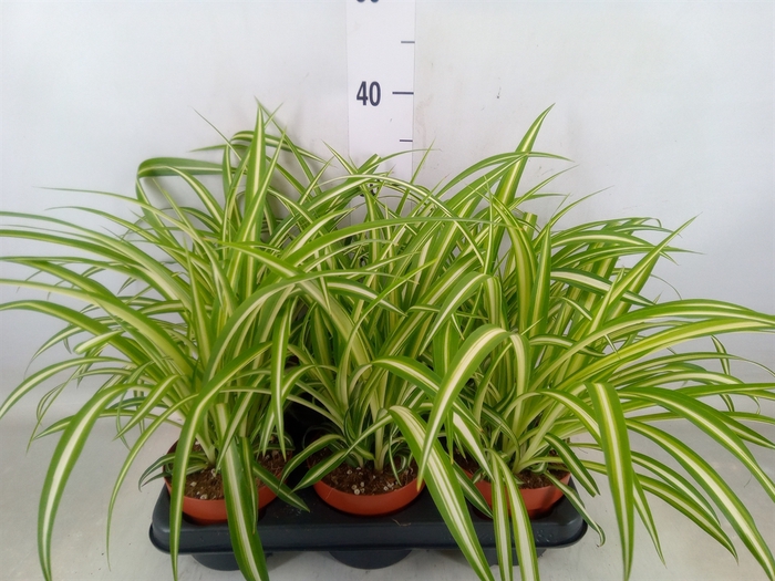 <h4>Chlorophytum com. 'Variegatum'</h4>