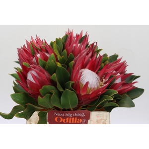 Protea Cynaroides Madiba