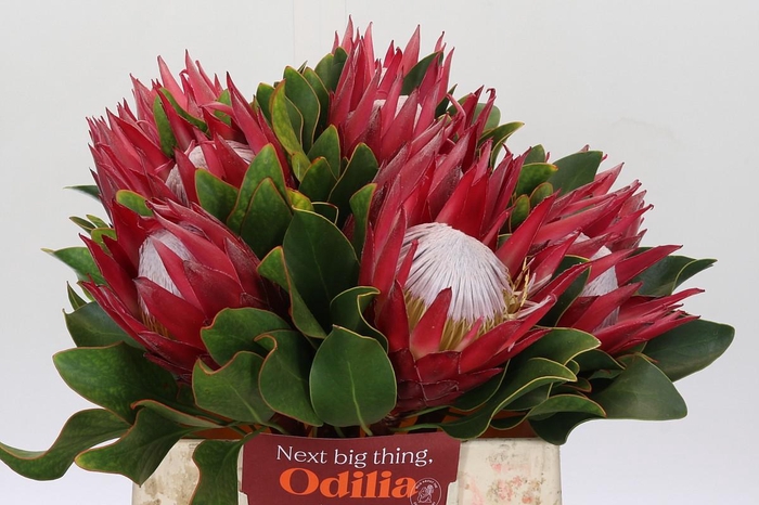<h4>Protea Cynaroides Madiba</h4>