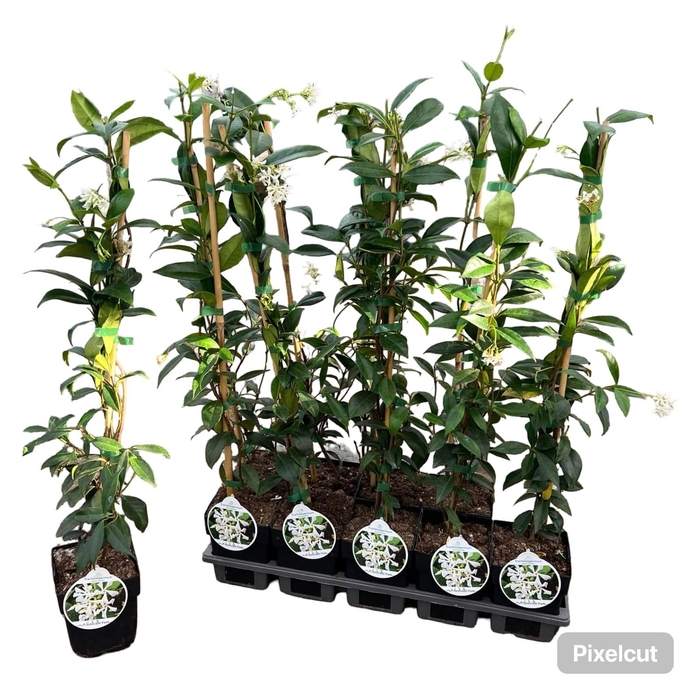 <h4>TRAC JASMINOIDES</h4>