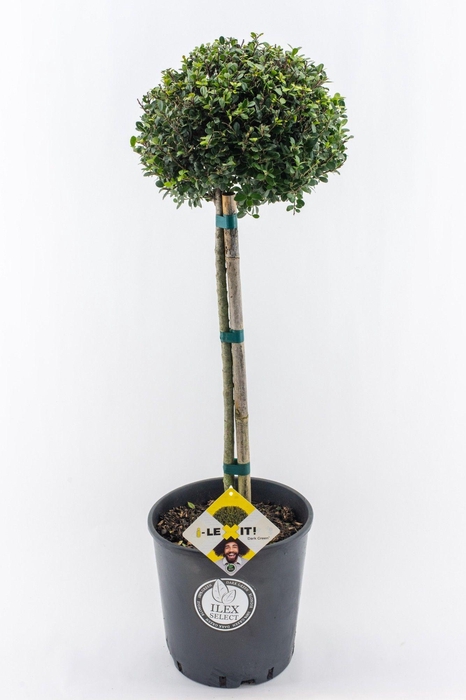 <h4>Ilex crenata Dark Green, P34, Bol op stam 50cm, Bol Ø25cm</h4>
