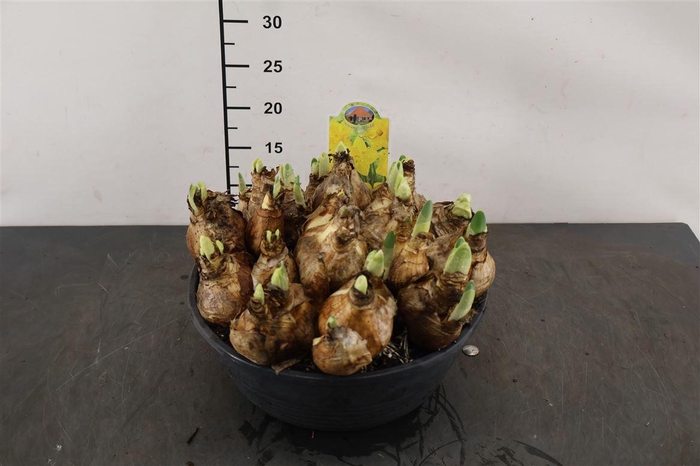 !. Narcis Gold Medal 27 Cm. Pl. Schaal