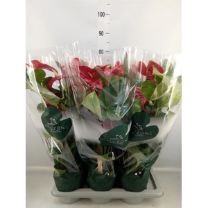 Anthurium andr. 'Nevada'