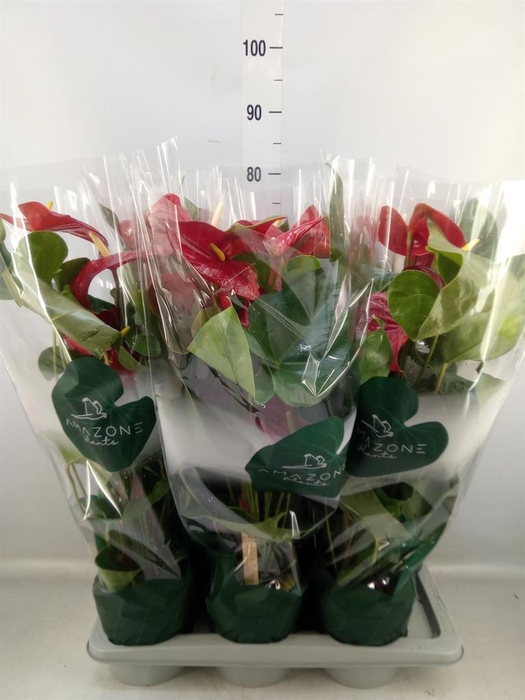 <h4>Anthurium andr. 'Nevada'</h4>