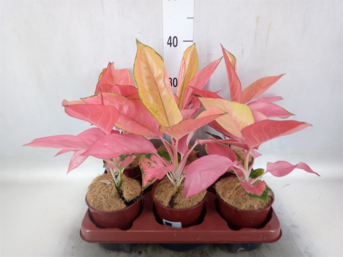 Aglaonema   ...