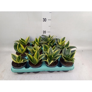 Sansevieria trifa. 'Hahnii'