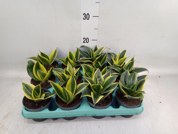 <h4>Sansevieria trifa. 'Hahnii'</h4>