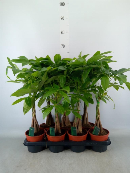 <h4>Pachira aquatica</h4>