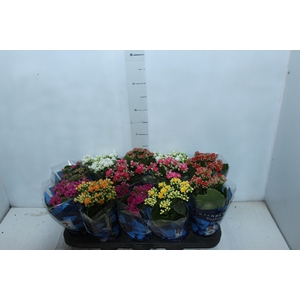 KALANCHOE DOBRADO P11