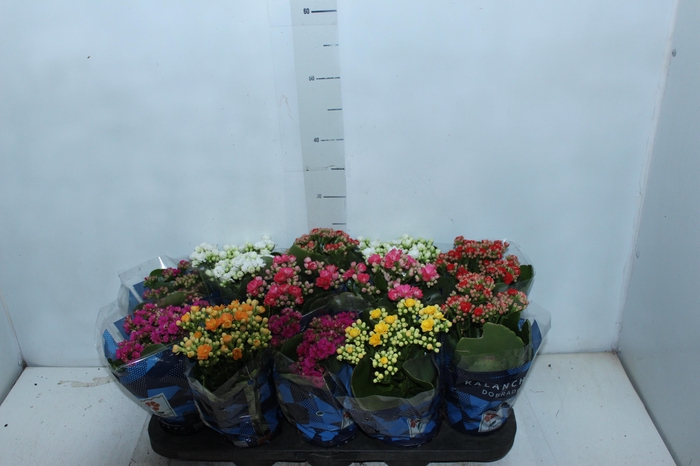 <h4>KALANCHOE DOBRADO P11</h4>