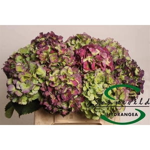 HYDR M CH VERE BL CL