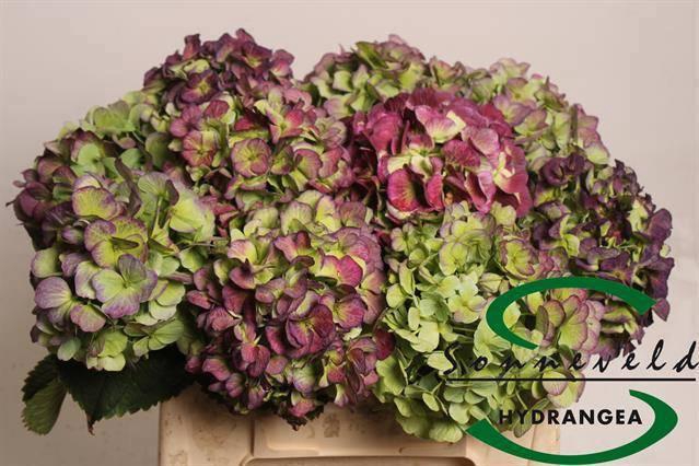 <h4>HYDR M CH VERE BL CL</h4>