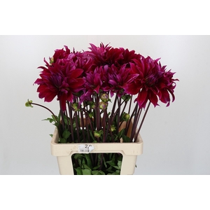 Dahlia Babylon Paars