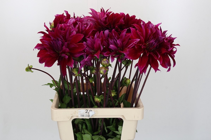Dahlia Babylon Paars