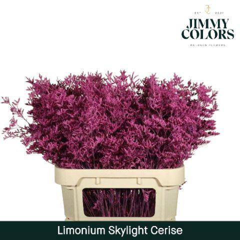 <h4>Limonium Skylight L80 Cerise</h4>
