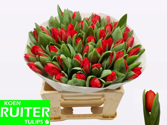 <h4>TU EN ESCAPE</h4>