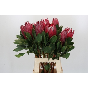 Protea Cynaroides Madiba
