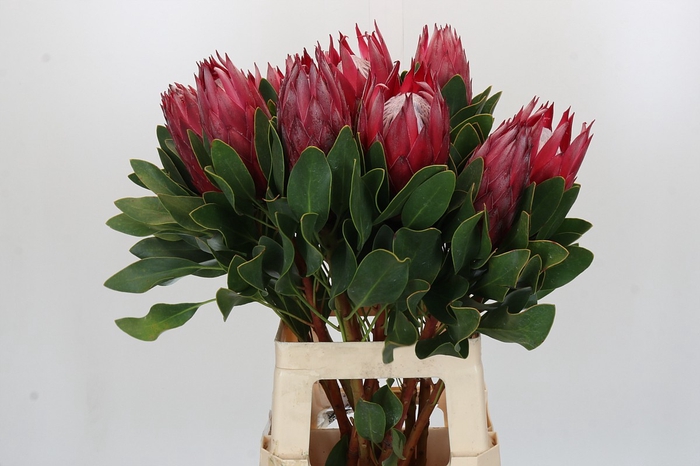 Protea Cynaroides Madiba