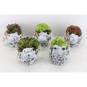 arr4 Semp JS - Dieren mix kl. x6