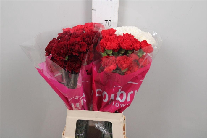 <h4>Di St Gemengd</h4>