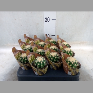 Echinocactus grusonii