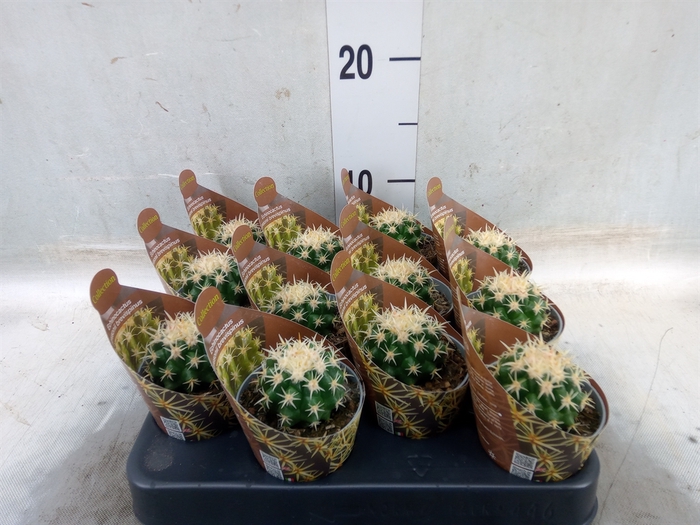 <h4>Echinocactus grusonii</h4>