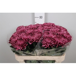 Chr G Bigoudi Purple