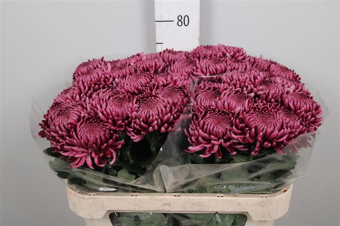 <h4>Chr G Bigoudi Purple</h4>