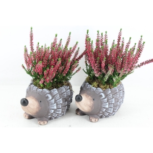 arr4 Outdoor PL - Ker. egel calluna