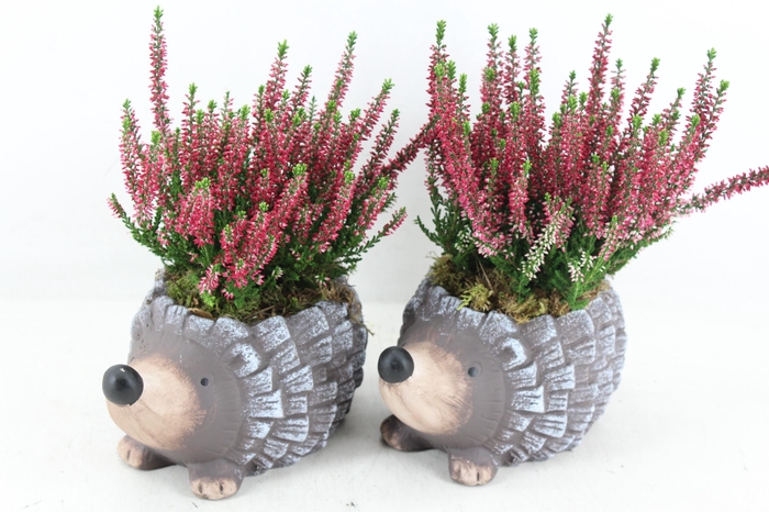 <h4>arr4 Outdoor PL - Ker. egel calluna</h4>