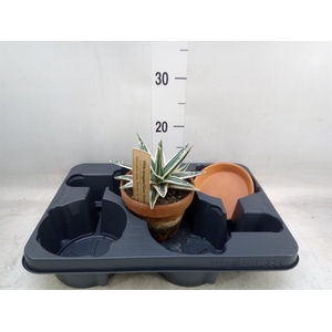 Agave victoriae-reginae