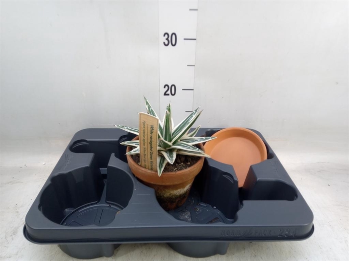 <h4>Agave victoriae-reginae</h4>