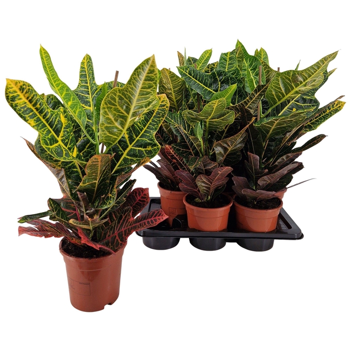 <h4>Cod Var Excellent</h4>