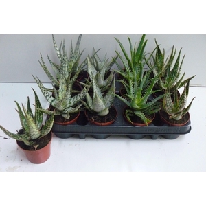 ALOE GEM