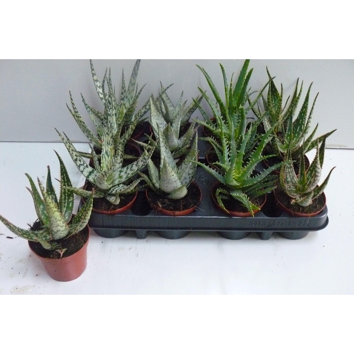 <h4>ALOE GEM</h4>