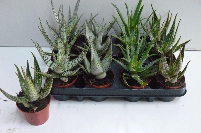 ALOE GEM