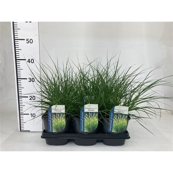 <h4>Pennisetum alopecuroides 'Hameln' P17</h4>