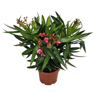 Nerium oleander   ...